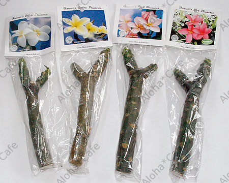 プルメリア  Hawaiian Hawaii産 Plumeria Starter Slips: Yellow